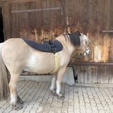 Tanne_Horse