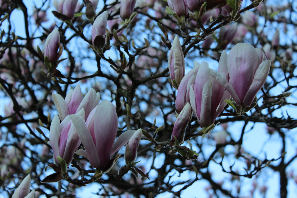 3_Magnolienblüten