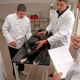 Tierarzt_Praxis_JOBS_Romania.jpg