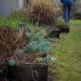 Urban farming on the roof