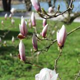 Magnolie im Park